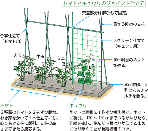トマトとキュウリのジョイント仕立て