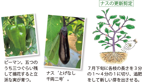 ナスの更新剪定