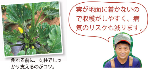 倒れる前に、支柱でしっかり支えるのがコツ。