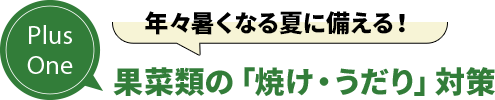 Plus One 年々暑くなる夏に備える！ 果菜類の「焼け・うだり」対策