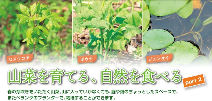 山菜を育てる 自然を食べる Part2 種 苗 球根 ガーデニング用品 農業資材の通販サイト タキイネット通販