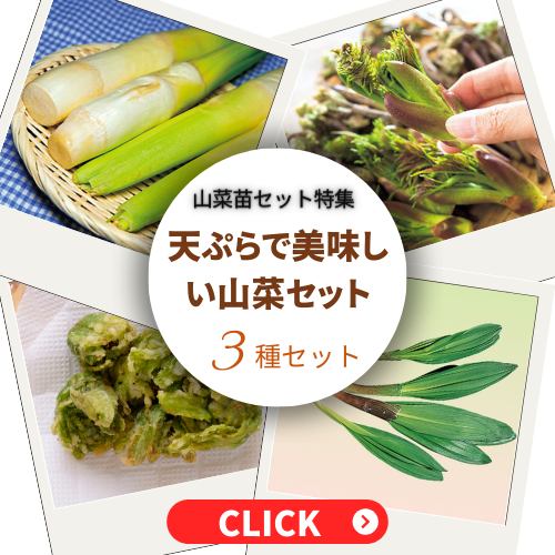 天ぷらでおいしい山菜セット