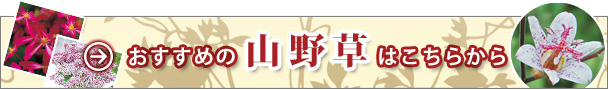 ߂̎R쑐͂炩