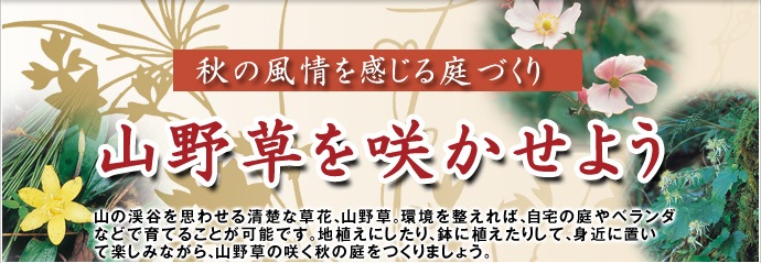 山野草を咲かせよう 種 苗 球根 ガーデニング用品 農業資材の通販サイト タキイネット通販