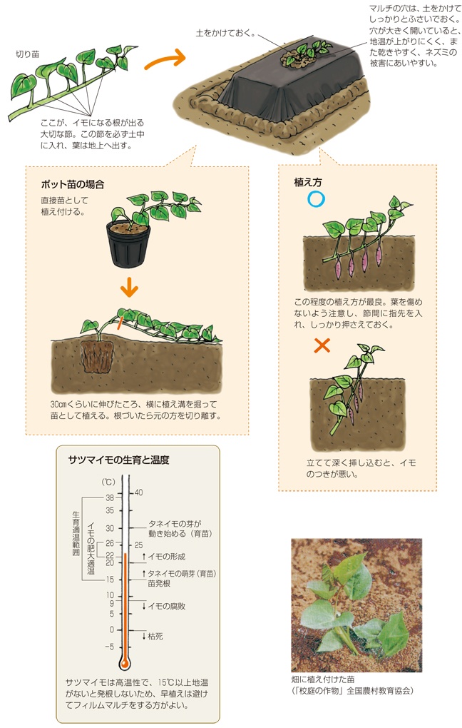 サツマイモ特集 | 種・苗・球根・ガーデニング用品・農業資材の通販