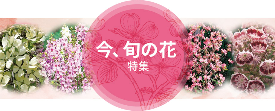 今、旬の花特集