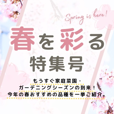 春を彩る特集号トップイメージ
