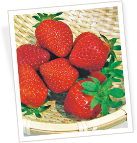 おいしいイチゴを作ろう！ | 種・苗・球根・ガーデニング用品・農業
