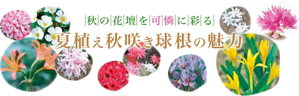 夏植え秋咲き球根の魅力