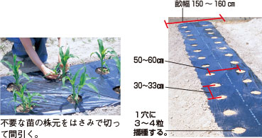 2.播種