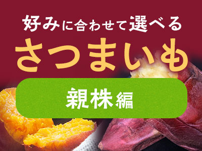 さつまいも-親株編