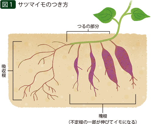 サツマイモを親株から育てる方法 | タキイネット通販