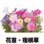 【花苗・宿根草】