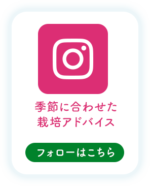 タキイ公式Instagram フォローはこちら