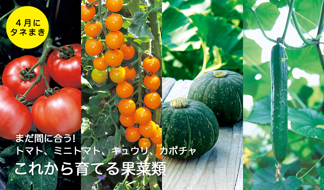 これから育てる果菜類