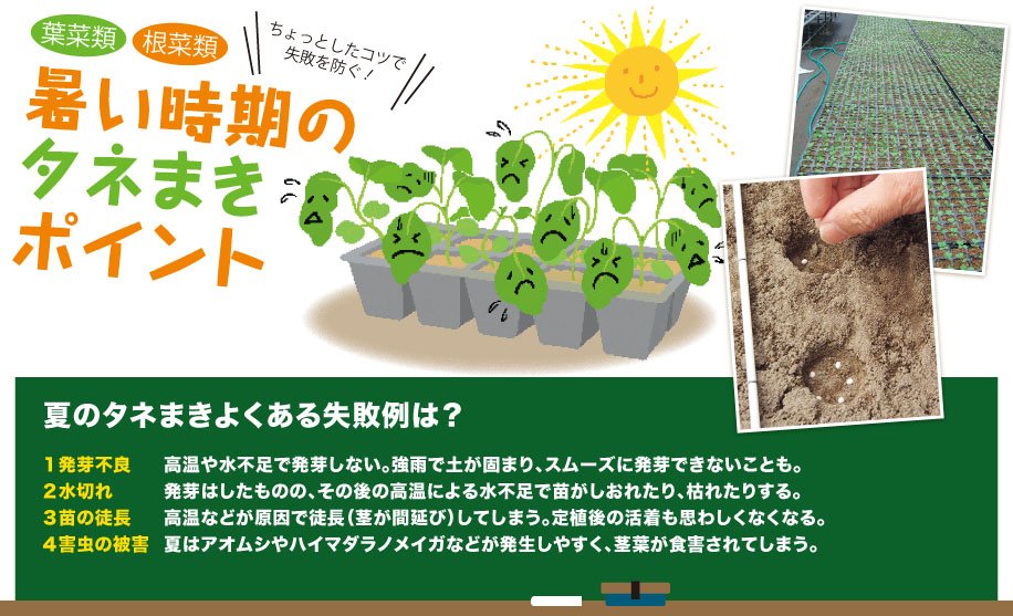 暑い時期のタネまきポイント 種 苗 球根 ガーデニング用品 農業資材の通販サイト タキイネット通販