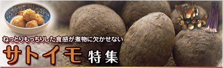 サトイモ特集