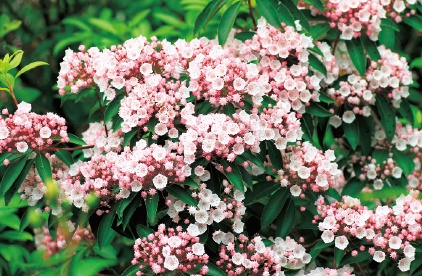 すべての美しい花の画像 トップ100 春 ピンク 花 樹木