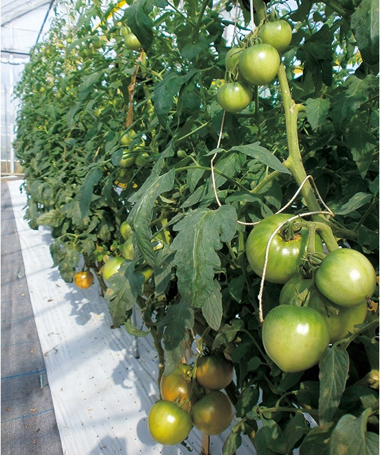 トマト元気液肥 種 苗 球根 ガーデニング用品 農業資材の通販サイト タキイネット通販