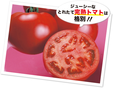 夏秋の桃太郎大玉トマトを畑で収穫するための育て方 タキイネット通販
