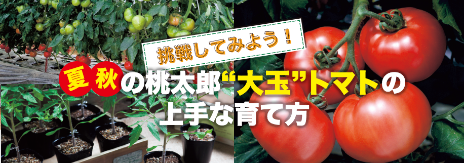 夏秋の桃太郎大玉トマトの上手な育て方 タキイネット通販