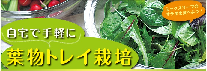 �t���g���C�͔|