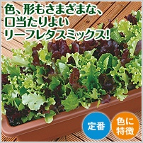 �K�[�f���x�r�[