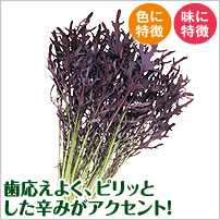 �R�[�������[�t �t�F�U�[