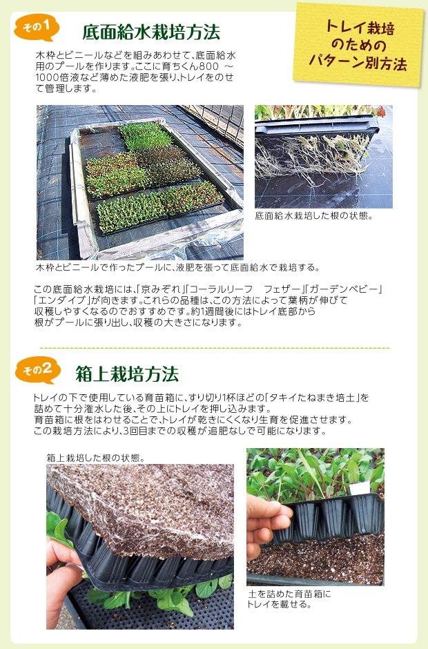 葉物トレイ栽培 種 苗 球根 ガーデニング用品 農業資材の通販サイト タキイネット通販