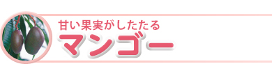 甘い果実がしたたる「マンゴー」