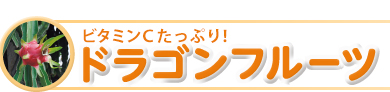 ビタミンCたっぷり！「ドラゴンフルーツ」