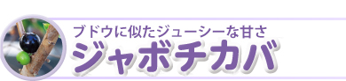 ブドウに似たジューシーな甘さ「ジャボチカバ」