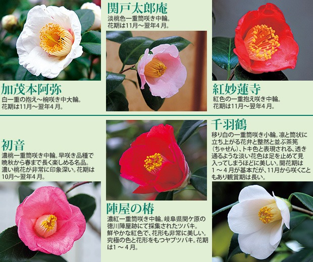 日本の椿花―園芸品種1000本