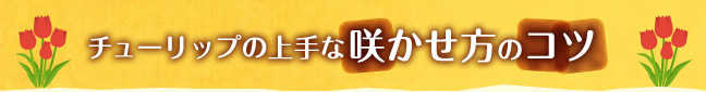 `[bv̏ȍ炩̃Rc