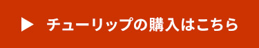 チューリップの購入はこちら
