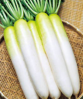 高温に強く、生理障害が出にくい'夏の翼'。