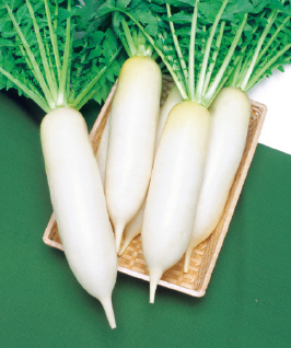 おでんや煮物などにするとおいしい'三太郎'。収穫適期が幅広いので長く楽しめる。