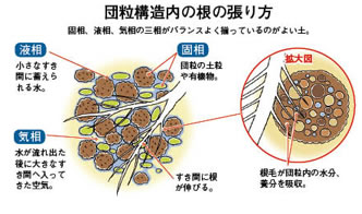 団粒構造内の根の張り方