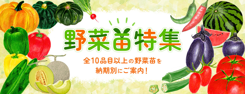 野菜苗特集。全10品目以上の野菜苗を納期別にご案内！