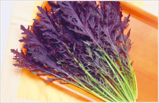 �R�[�������[�t�@�v���[��