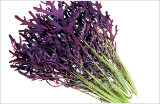 �R�[�������[�t�@�t�F�U�[