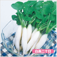 �A�C�V�N��