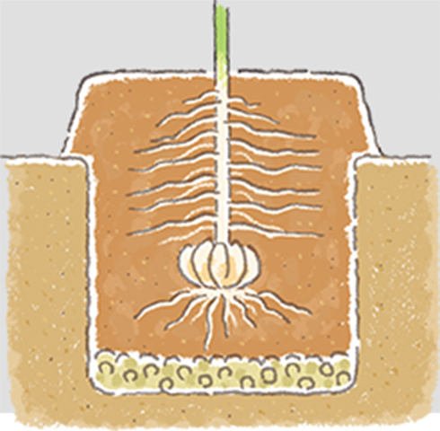 庭植えの場合