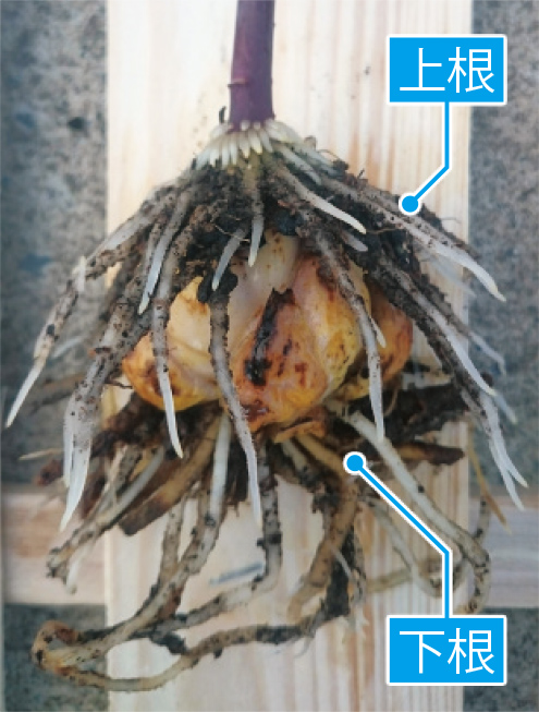 2～3週間ほどたった球根