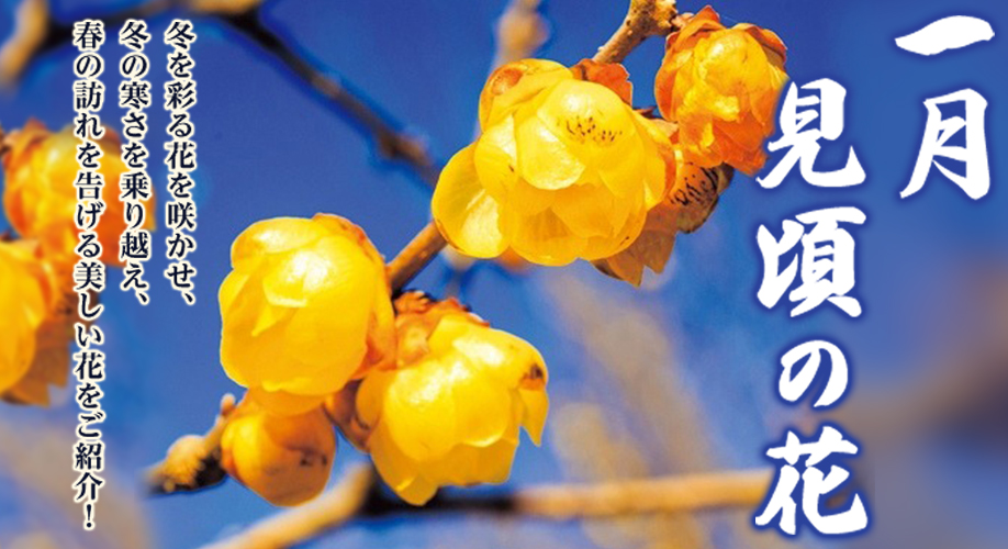 今、旬の花特集