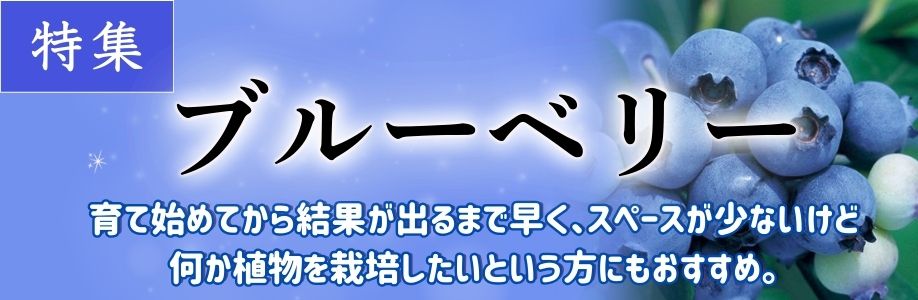 ブルーベリー
