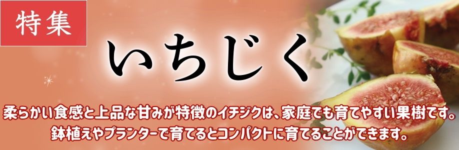いちじく