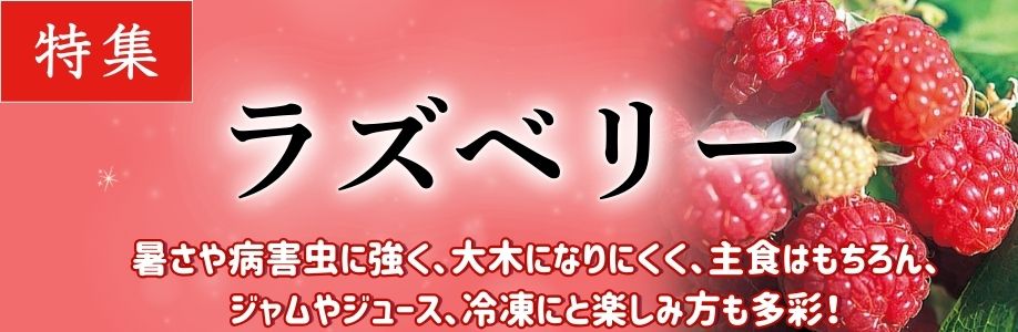 ラズベリー