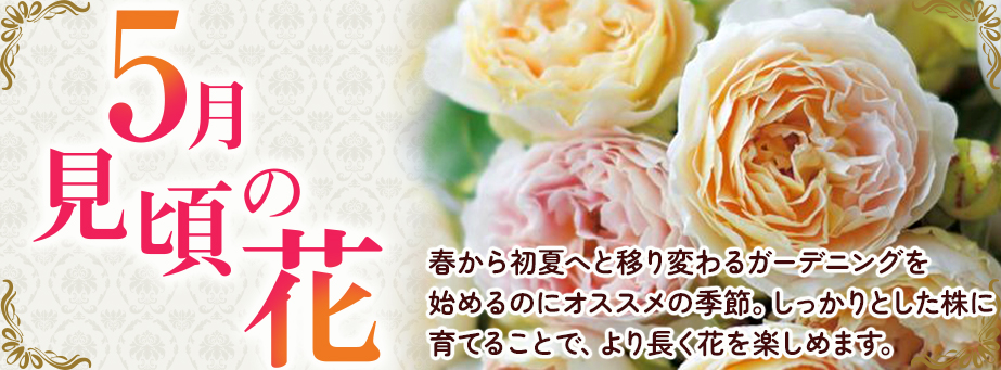 今、旬の花特集
