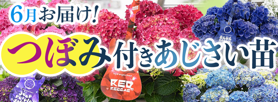 【つぼみ付】あじさい苗